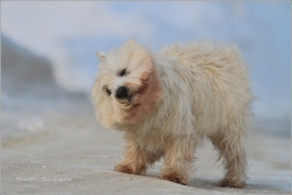 <p>Brutík</p>